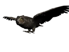 Buho