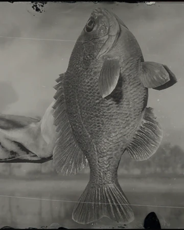 Legendary Bluegill Red Dead Wiki Fandom