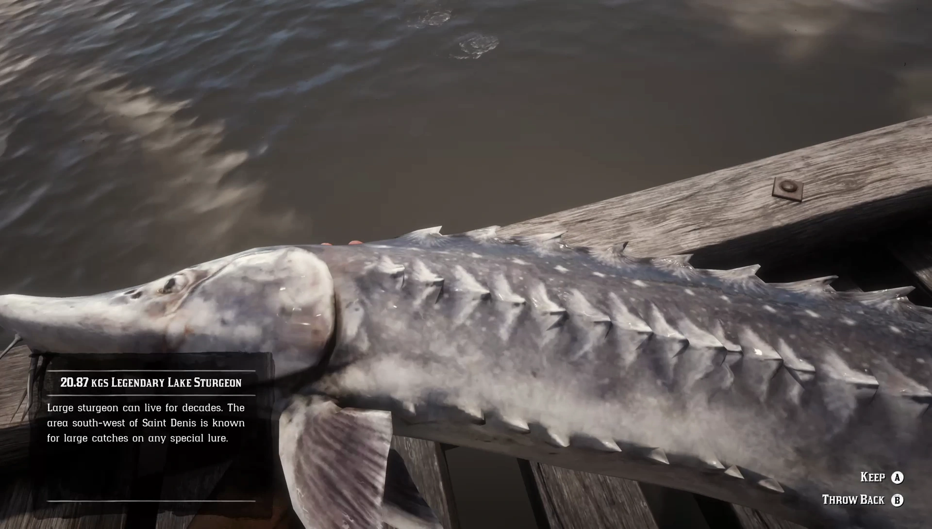 Image RDR2 Legendary Lake Sturgeon 02.png Red Dead Wiki FANDOM