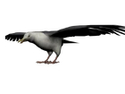 Gaviota