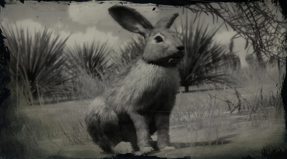 Rabbit (RDR 2) Red Dead Wiki FANDOM powered by Wikia