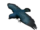 Pajaro Cantor