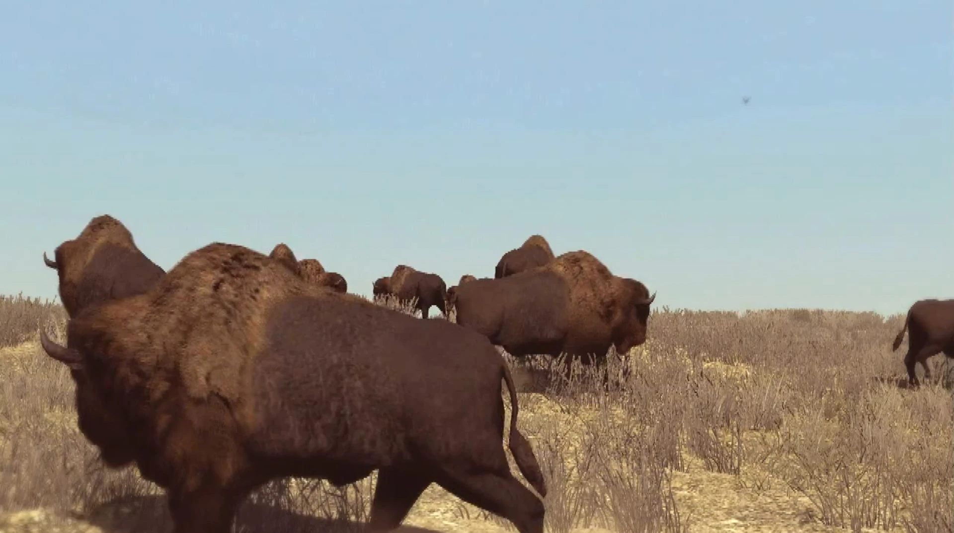 Animals Red Dead Wiki FANDOM powered by Wikia