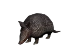 Armadillo