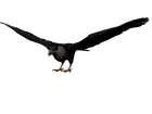 Aguila mexicano