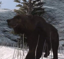 Grizzly Bear