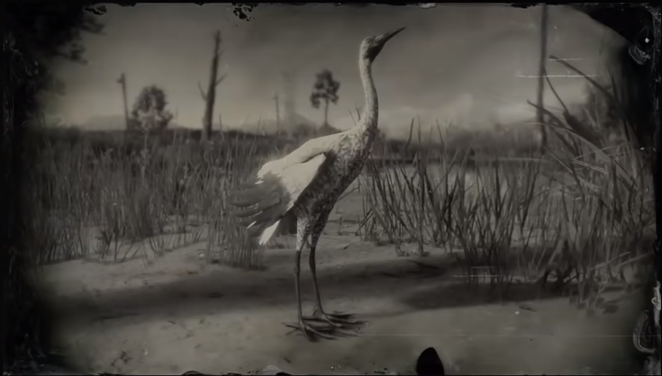 Loons And Turtles And Cranes Oh My >> Crane Red Dead Wiki Fandom Powered By Wikia Loons And Turtles And Cranes Oh My >> Crane Red Dead Wiki Fandom Powered By Wikia