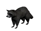 Mapache2
