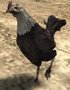 Gallina2