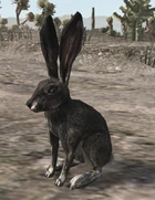 Conejo