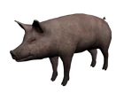 cerdo
