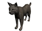 Lince2