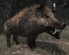 Jabali5gordo