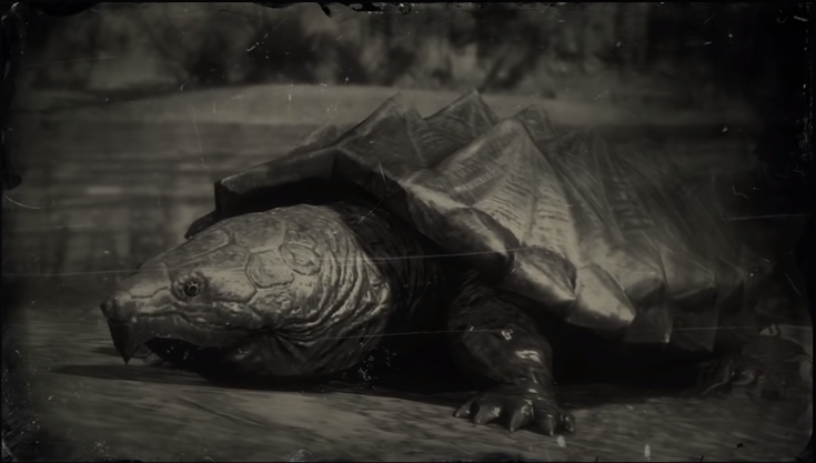 Loons And Turtles And Cranes Oh My >> Turtle Red Dead Wiki Fandom Powered By Wikia Loons And Turtles And Cranes Oh My >> Turtle Red Dead Wiki Fandom Powered By Wikia