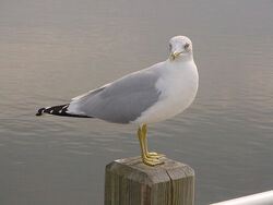 Seagull