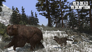 Rdr wolf bear
