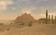 Cactuscoast