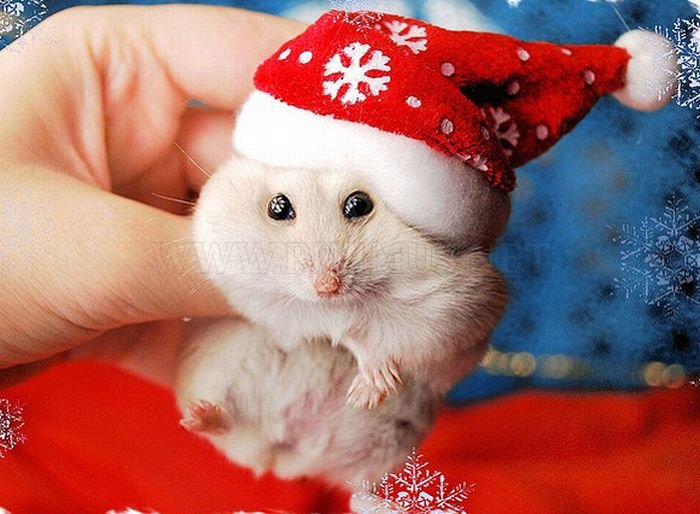 image cute animals dressed for christmas 25 jpg reign cw wiki