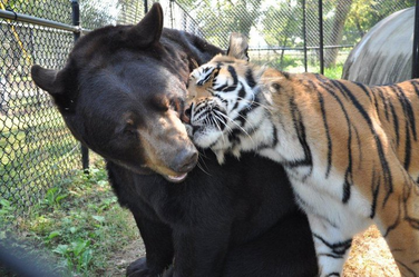 Oso y tigre