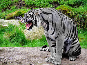 -Maltese Tiger
