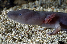 220px-P anguinus parkelj-head