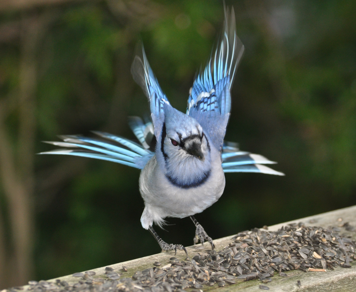 Джей флай. Blue Jay Flying.