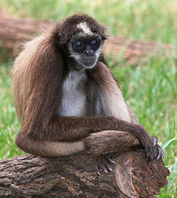 250px-BrownSpiderMonkey (edit2)