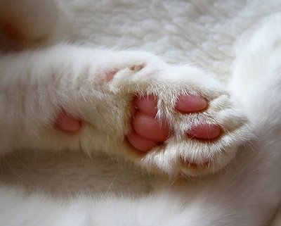 Pata de gato