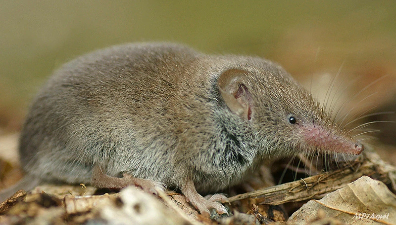 Musaraña de Campo | Wiki Reino Animalia | Fandom