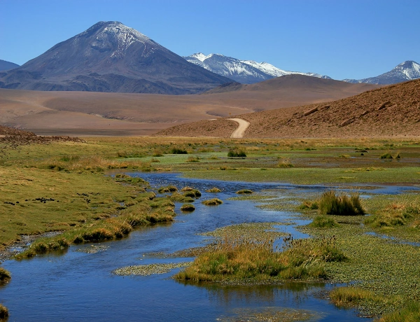 Altiplano Wiki Reino Animalia FANDOM powered by Wikia