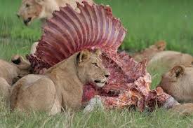 Resultado de imagen de leones comiendo