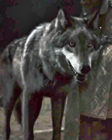 Lobo Gigante Wiki Reino Animalia Fandom