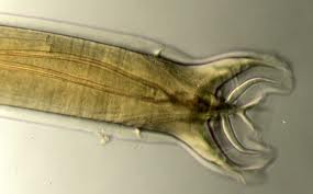 Nematodo1