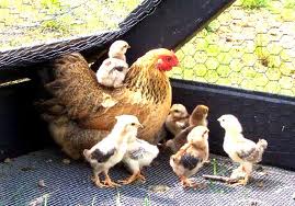 Gallina