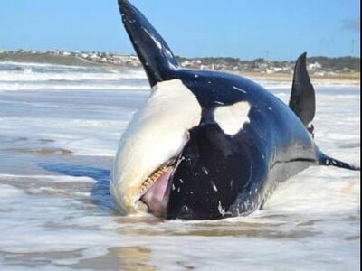 Orca muerta