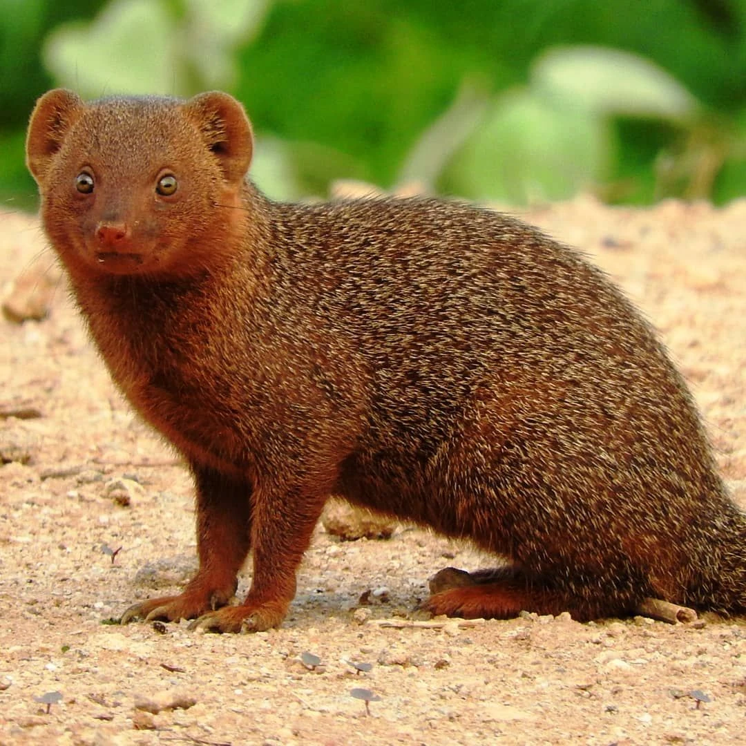 Mangosta Enana Wiki Reino Animalia Fandom