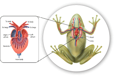 Aparato circulatorio ranas