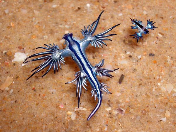Dragón Azul | Wiki Reino Animalia | FANDOM powered by Wikia