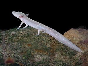 300px-Texas blind salamander
