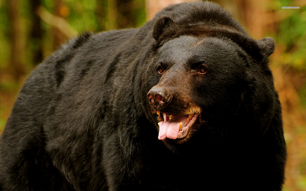 Oso negro 2
