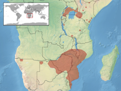 Acanthocercus atricollis distribution
