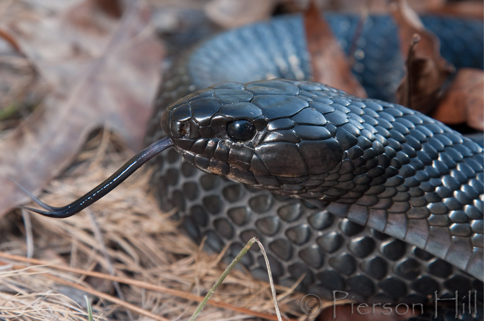 Resultado de imagen de serpiente índigo oriental