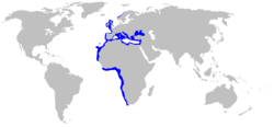 250px-Oxynotus centrina distmap