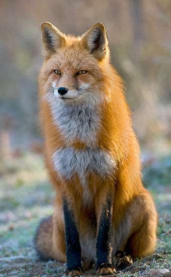 Zorro Rojo Wiki Reino Animalia Fandom