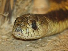 220px-Egyptian Cobra 057
