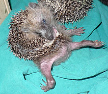 220px-Hedgehog self-anointing