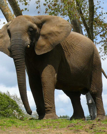 Elefante Africano Wiki Reino Animalia Fandom