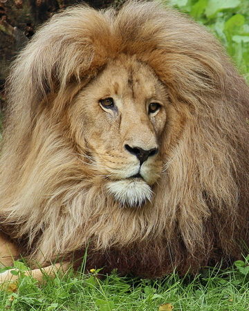 León de Katanga | Wiki Reino Animalia | Fandom