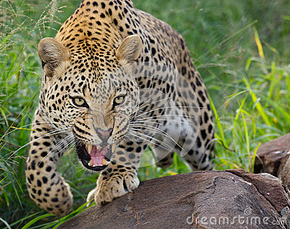 Leopardo africano 10