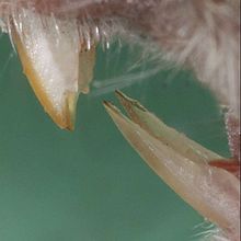 220px-Mus musculus front teeth